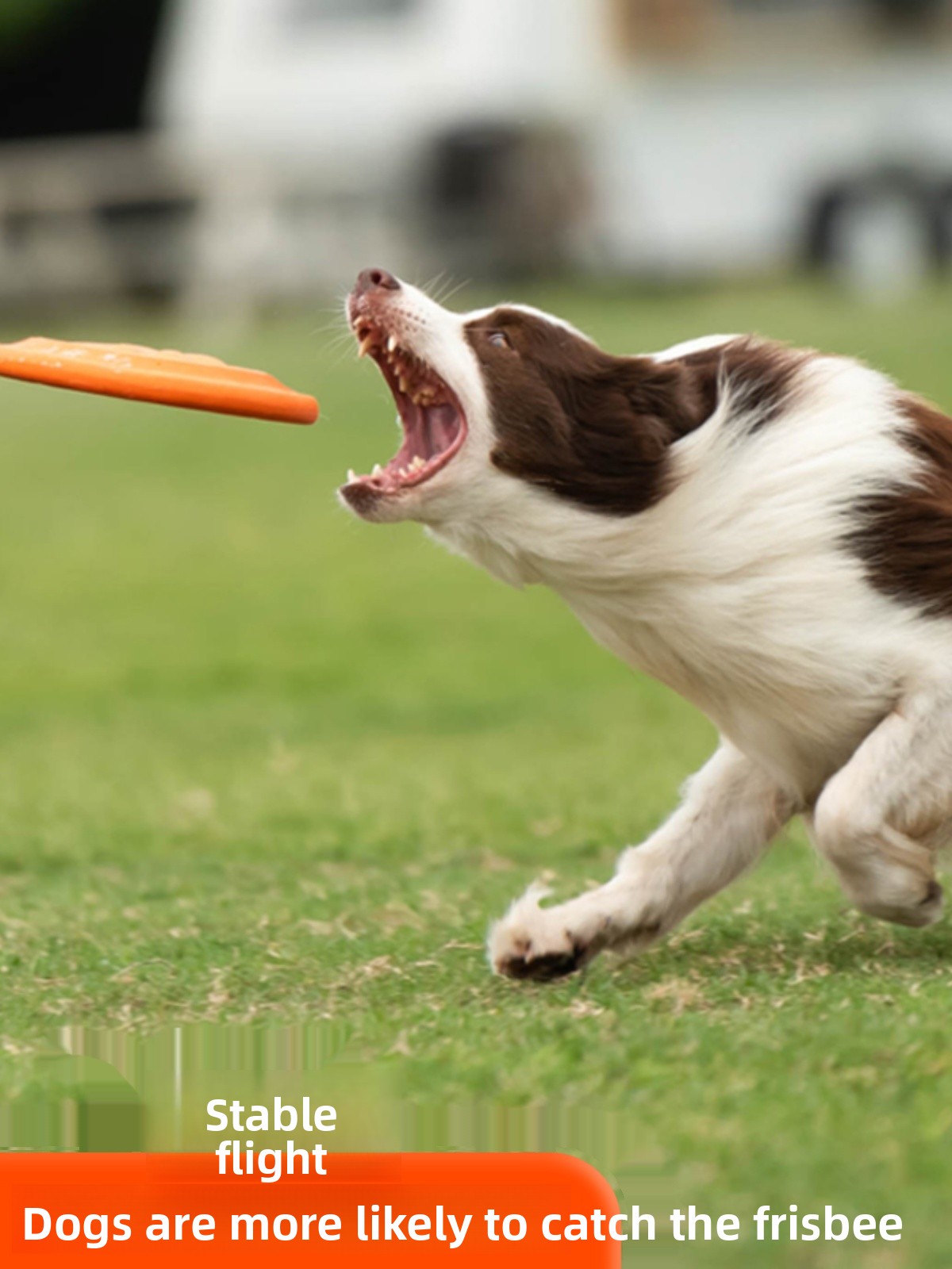 Dog Flying Disc Soft Durable B - Flying Disc Dog Training Toy ulasan dan harga