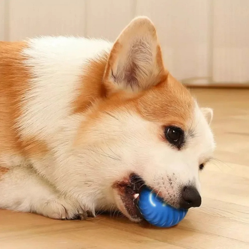 Dog Toy Ball Automatic Moving  - Suction Cup Dog Tug Toy ulasan dan harga