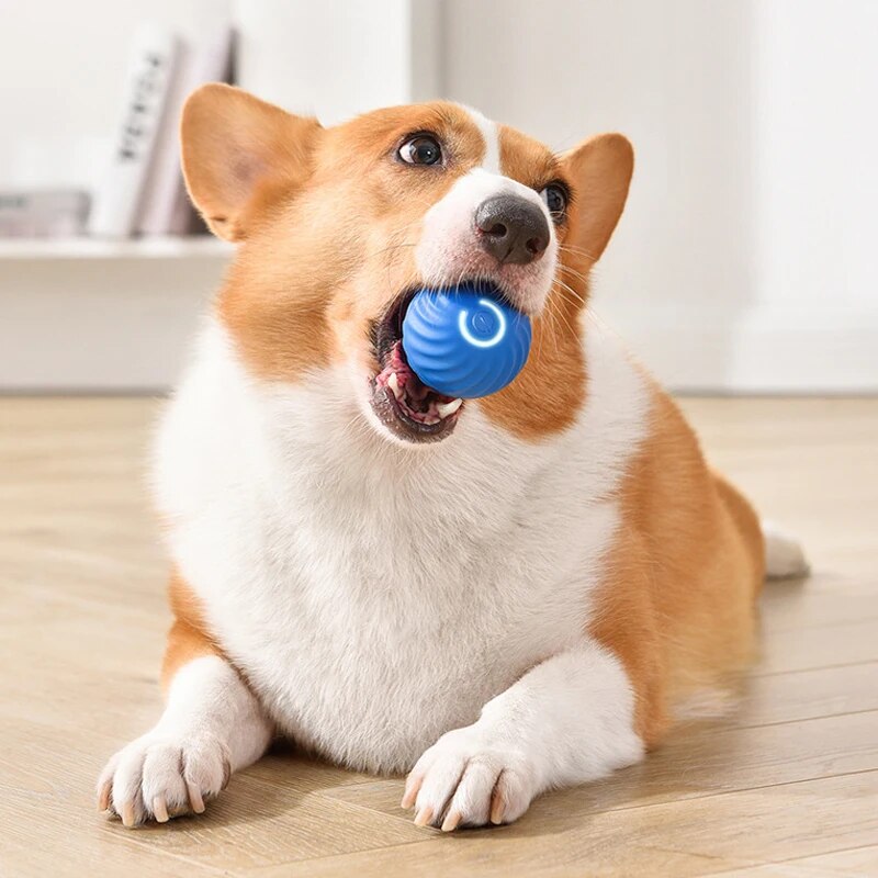 Dog Toys Intelligent Gravity J - Suction Cup Dog Tug Toy ulasan dan harga